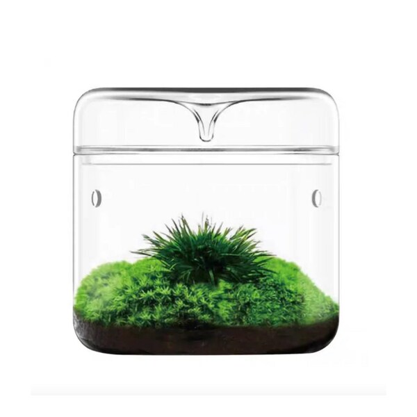 Mini Dew Collection Glasterrarium