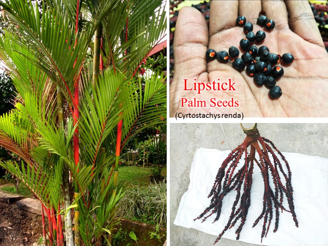 Red Sealing Wax Palm, Lipstick Palm Seeds cyrtostachys Renda Rare Palm