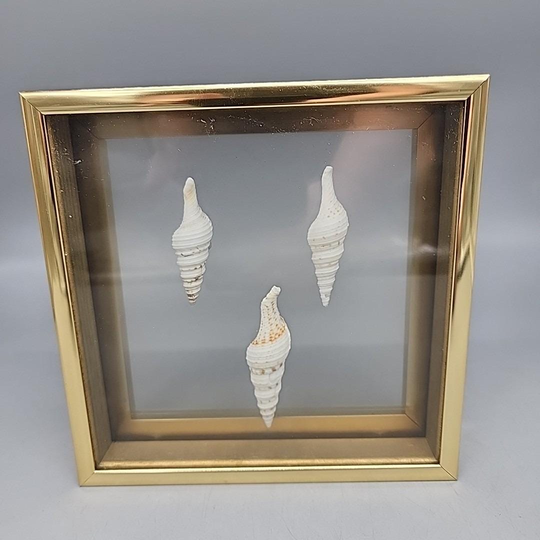 Vintage Sea Shell Shadow Box Glass Gold Frame 6.25x6.25" - Etsy