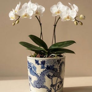 以下が含まれることがあります： 白の花と緑の葉を持つ鉢植えの蘭。陶器の鉢には青と白の龍の模様が描かれています。蘭は複数の茎を持ち、中立的な背景に花とつぼみがあります。