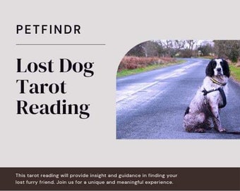 Lost Dog Tarot Reading In Depth Same Day Readings By Email Or Video