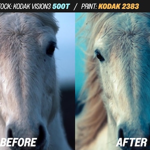 May include: A split image showing a horse's face before and after photo editing. The horse has a white mane and coat, with dark eyes. The text "BEFORE" and "AFTER" are at the bottom of each image. The background is a blurred blue.