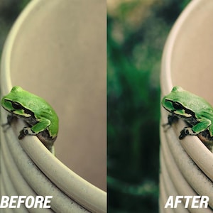 Puede incluir: Una rana verde brillante con marcas negras se aferra al borde de una maceta crema con estr&iacute;as. La imagen est&aacute; dividida, con "BEFORE" a la izquierda y "AFTER" a la derecha, mostrando un ajuste de color. Un fondo verde borroso.
