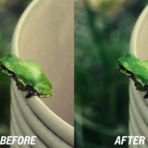 May include: A vibrant green frog perched on the edge of a cream-colored pot. The image is split, with "BEFORE" text on the left and "AFTER" on the right, showcasing a color adjustment. Lush green foliage forms the blurred background.