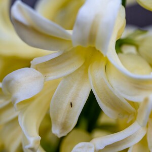 Colorful Hyacinth Flowers
