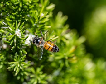 Bee Pollinating
