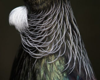 Beautiful feather detail of New Zealand tui [digital download]