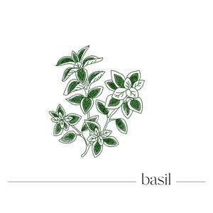May include: A line drawing of a basil plant with green leaves. The word "basil" is written below the plant.