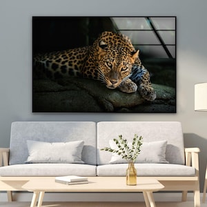 Könnte beinhalten: Nahaufnahme eines Leoparden, der auf einem Felsen liegt. Der Leopard hat ein geflecktes Fell und schaut zur Seite. Der Hintergrund ist dunkel und verschwommen.