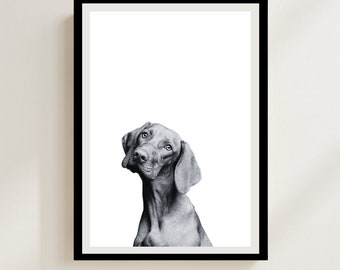 Impresión de perro Vizsla: Fotografía divertida de cachorro, arte mural monocromático de animales