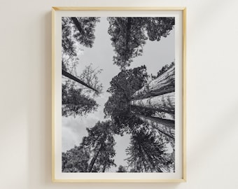 Forest Photography Black and White Tree Print Nature Poster Gift for Nature Lover Woodland Poster Monochrome Tree Print Grey Forest Picture