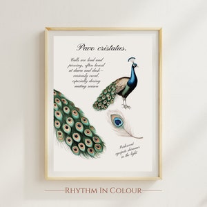Vintage Peacock Sketch Print: Pavo cristatus Illustration