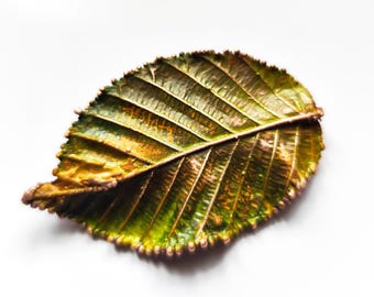 Patinated Copper Beech Leaf Brooch, Botanical Jewelry
