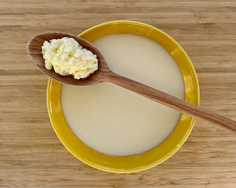 Kefir grains from organic milk - Milk kefir - Kefir fungus - Tibetan kefir grains