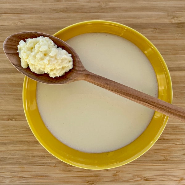 Kéfir tubéreux au lait bio - kéfir de lait - champignon kéfir - kéfir tubéreux tibétain