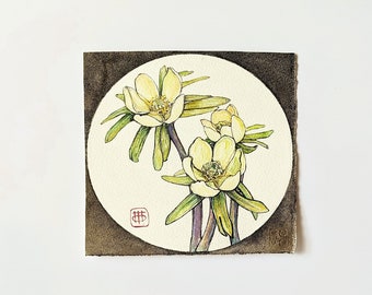 Gelbe Blumen Blumenstrauß Aquarell Erantis Hiemalis Botanische Kunst