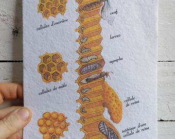 Carte à planter - apiculture