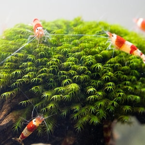 Könnte beinhalten: Nahaufnahme einer grünen Moos-Kugel mit vier rot-weißen Garnelen, die um sie herum schwimmen.