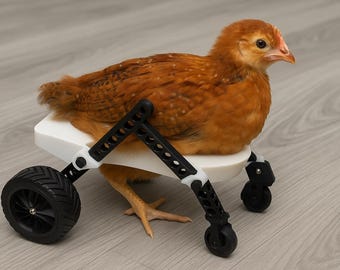 Rolstoel jonge kip / zijdehoen / duif kleine kip: verstelbare revalidatiewagen Hope on Wheels