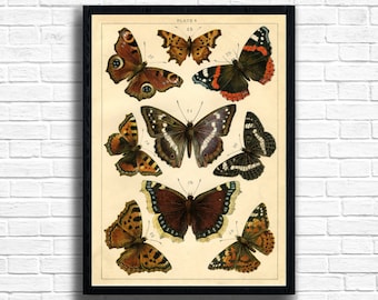 Impression de papillons vintage : illustration botanique, décoration de ferme