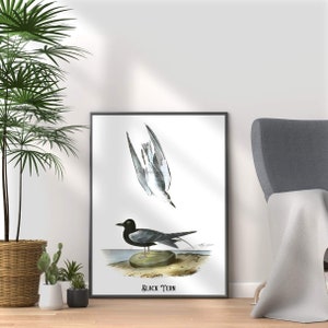 Black Tern Print: Audubon Antique Bird Illustration on Canvas