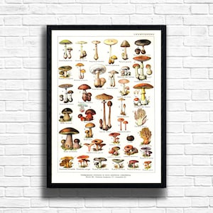 Impresión botánica vintage: Gráfico de setas francesas Ilustración botánica Impresiones de arte Decoración de la pared de la planta, Regalo herbolario, Cartel de la planta verde floral