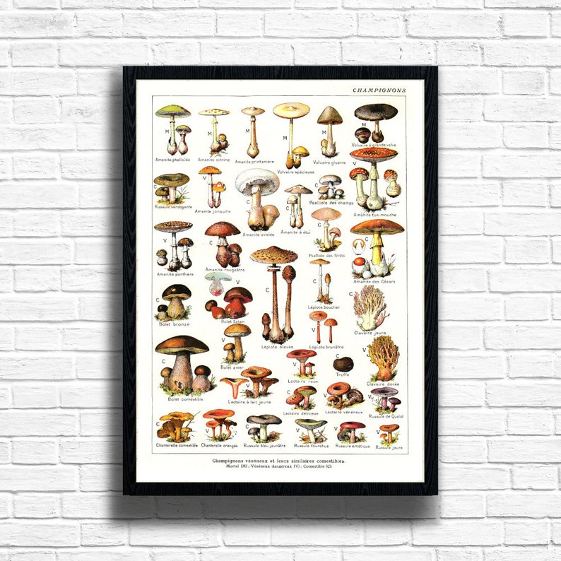 Peut inclure: Une affiche illustr&eacute;e vintage de diff&eacute;rents champignons avec leurs noms fran&ccedil;ais. L'affiche est encadr&eacute;e en noir et a un fond blanc. Le titre de l'affiche est "CHAMPIGNONS".