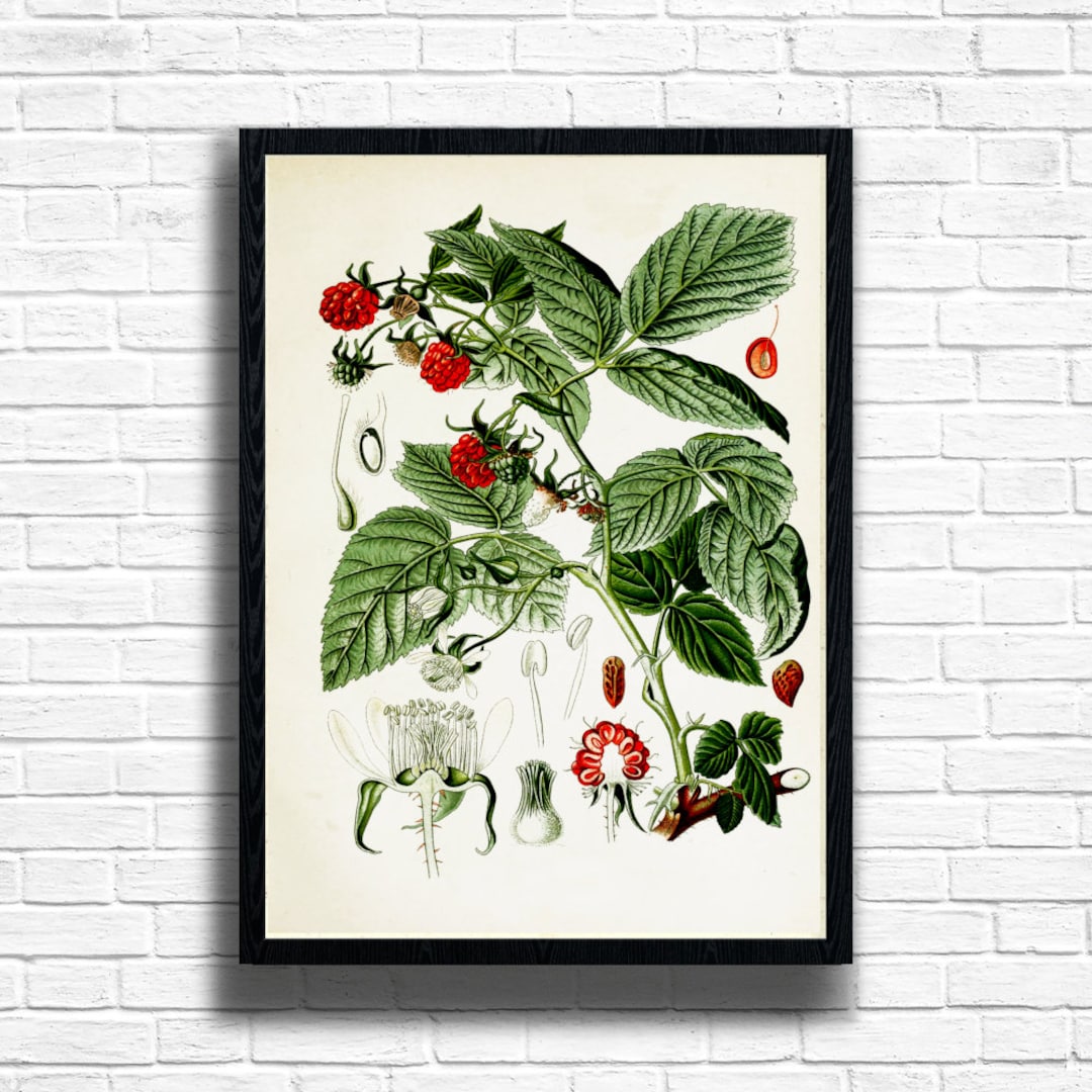 Botanical With Raspberry Patterns Vintage Raspberry Botanical Print: Antique Illustration Art - Etsy