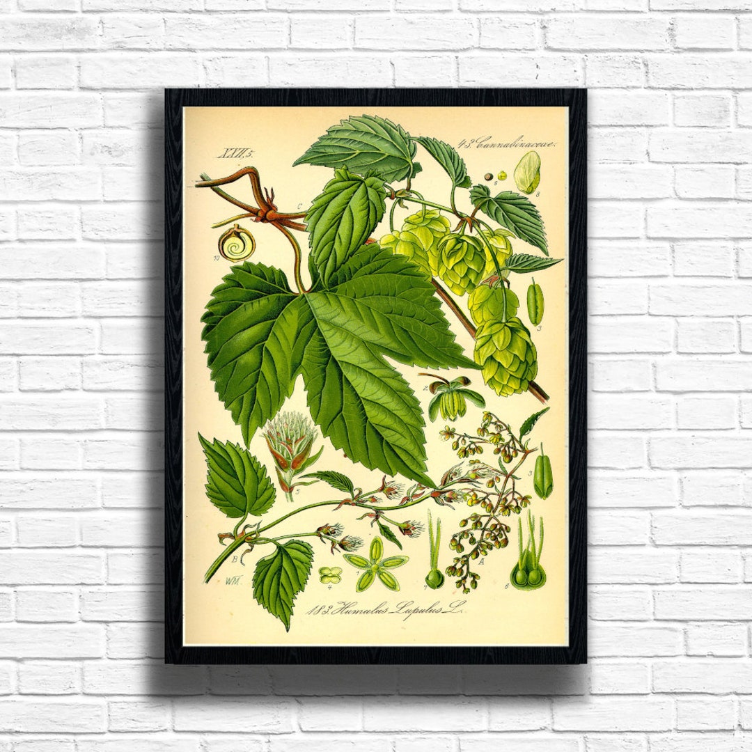 Vintage Botanical Print Hop Plant Botanic Illustration Art Prints vintage-botanical-print-hop-plant-botanic-illustration-art-prints