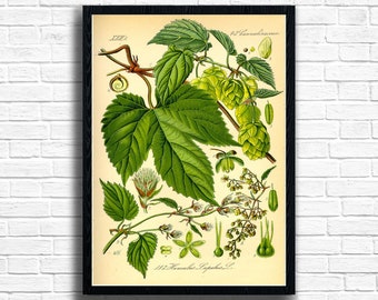 Impression vintage de houblon : illustration botanique