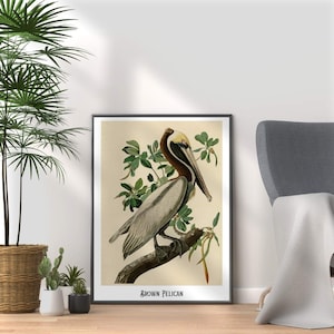 Brown Pelican Print: Audubon Vintage Bird Illustration