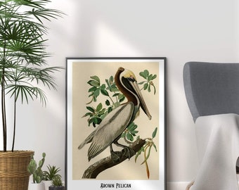 Print met bruine pelikaan: Audubon vintage vogelillustratie
