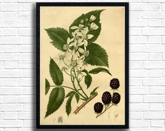 Impression botanique Blackberry : affiche d'art vintage britannique sur les fruits d'été