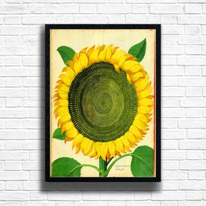 Vintage Sunflower Botanical Print: Floral Kitchen Wall Art