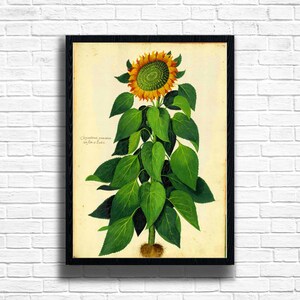 Vintage Sunflower Botanical Print: Farmhouse Kitchen Wall Decor