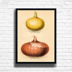 Vintage Onion Botanical Print: Antique Kitchen Wall Art