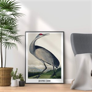 Audubon Hooping Crane Print: Vintage Bird Illustration, Ornithology Art