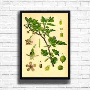 Vintage Gooseberry Botanical Print: British Summer Fruit Wall Art