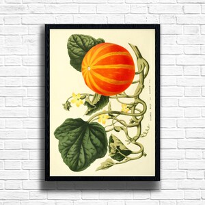 Vintage Pumpkin Botanical Print: Canvas Texture Plant Wall Art