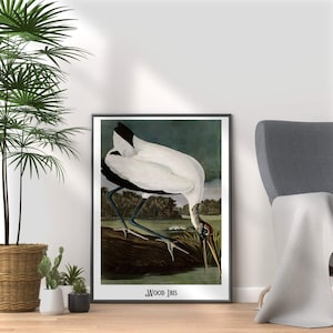 Audubon Wood Ibis Print: Vintage Bird Illustration, Ornithology Art