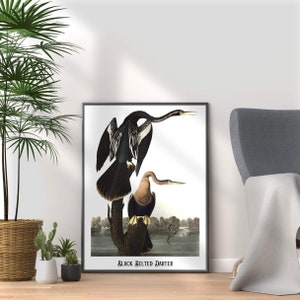 Audubon Black Belted Darter Print: Vintage Bird Illustration