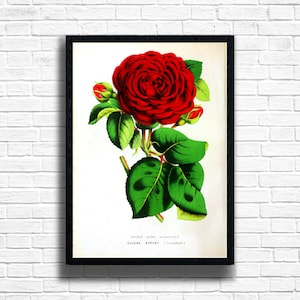 Red Rose Botanical Print: Vintage Floral Illustration, Farmhouse Wall Art