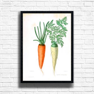 Vintage Carrots Botanical Print: Herbalist Gift, Plant Wall Art