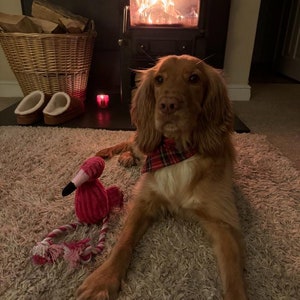 dog toy