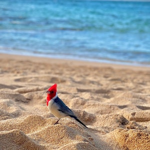 Red Crested Cardinal Bird Photograph