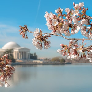 Washington, DC, cerezos en flor: póster grande sobre cartón pluma