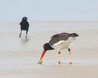 Fauna de Cape May - póster grande