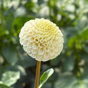 May include: A close-up of a cream-colored dahlia flower with a spherical shape. The flower has many layers of petals, with a yellow center. The stem is brown, and a green leaf is visible. The background is blurred green foliage.