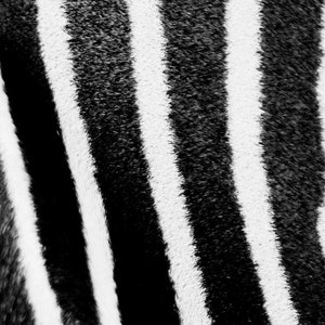 Libro illustrato in bianco e nero, cartoline da associare ad immagini reali. Stile Montessori. Carte da ritagliare, laminare e assemblare.