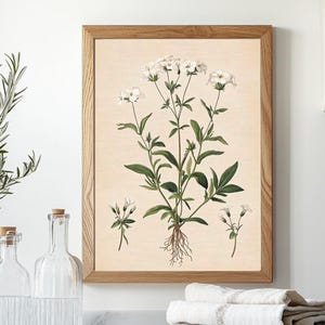 Vintage Druck Poster Download | Antike Pflanze Illustration zum Ausdrucken | Cottagecore Wand Kunst Digital | Apothekerkraut Poster